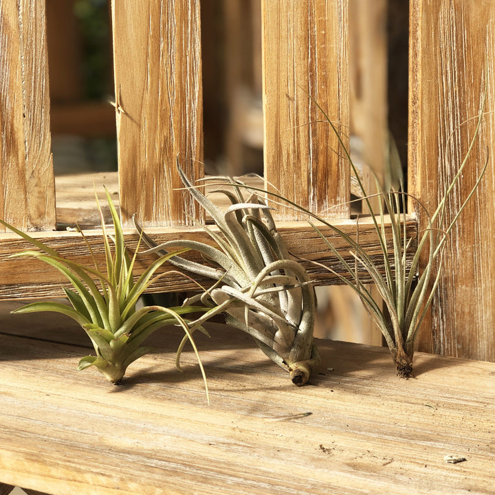 Tillandsia (Varieties Vary), Live Plant, Small Bareroot