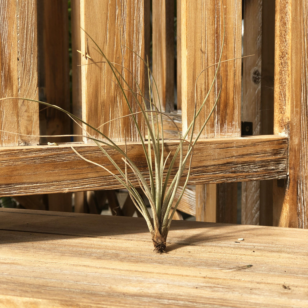 Tillandsia (Varieties Vary), Live Plant, Small Bareroot