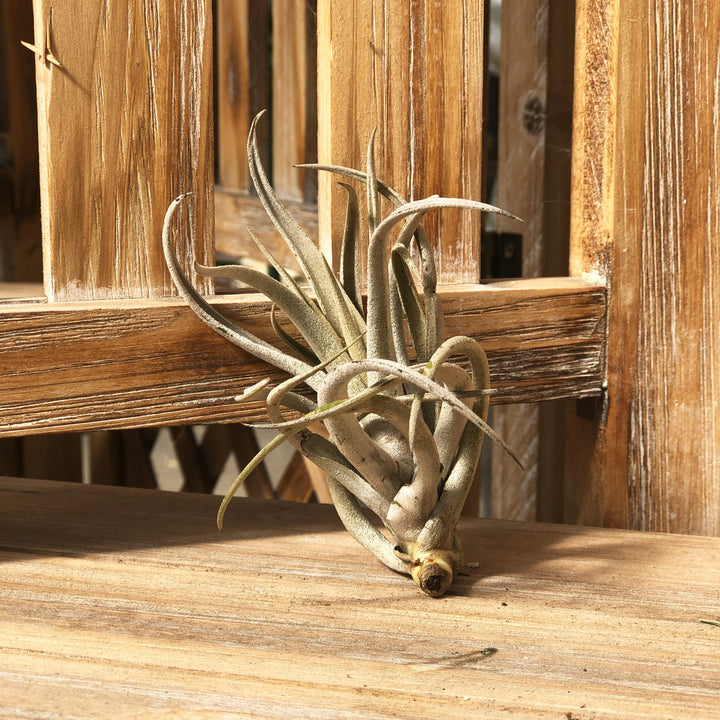 Tillandsia (Varieties Vary), Live Plant, Small Bareroot