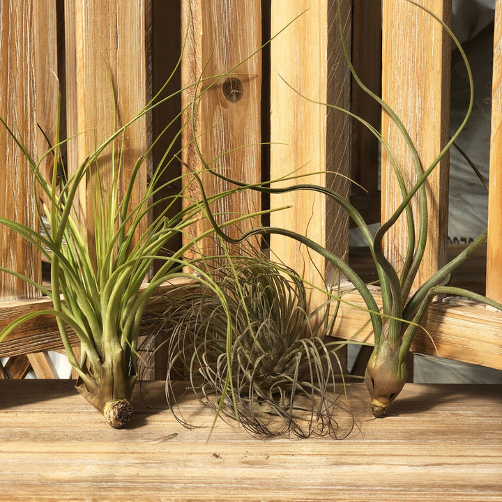 Tillandsia (Varieties Vary), Live Plant, Medium Bareroot