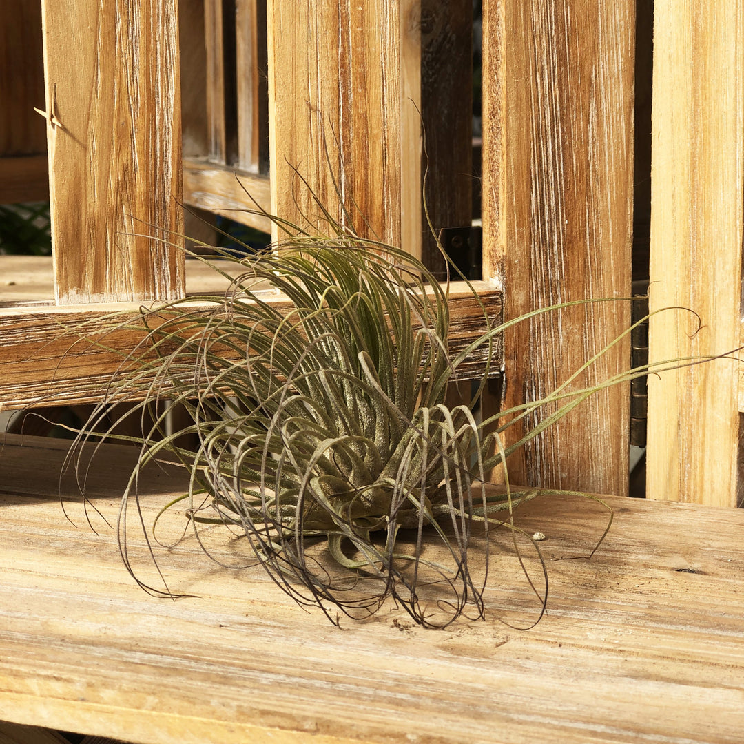 Tillandsia (Varieties Vary), Live Plant, Medium Bareroot