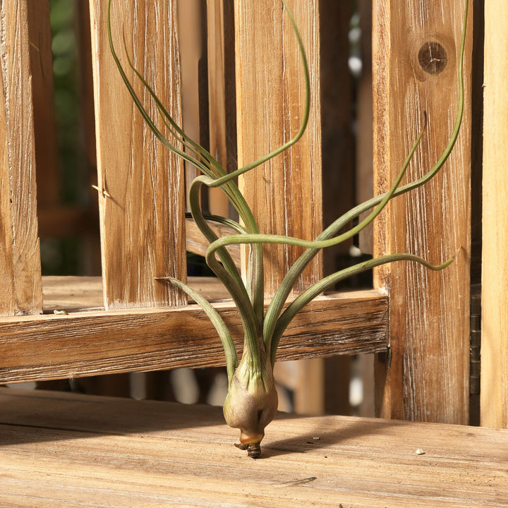 Tillandsia (Varieties Vary), Live Plant, Medium Bareroot