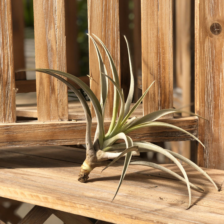 Tillandsia (Varieties Vary), Live Plant, Large Bareroot