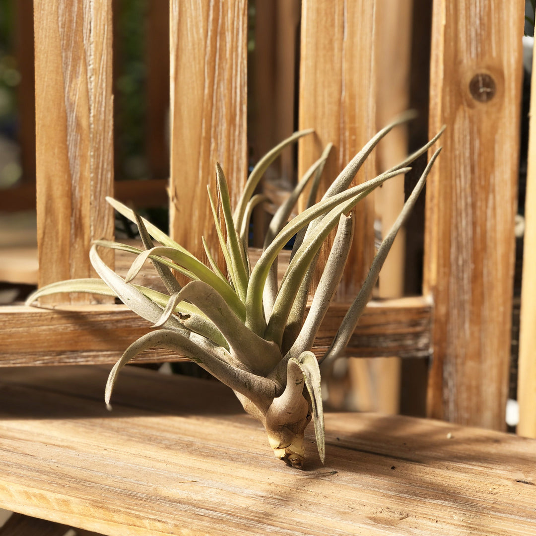 Tillandsia (Varieties Vary), Live Plant, Large Bareroot