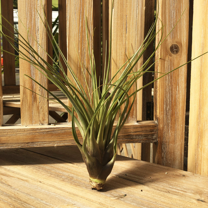 Tillandsia (Varieties Vary), Live Plant, Large Bareroot