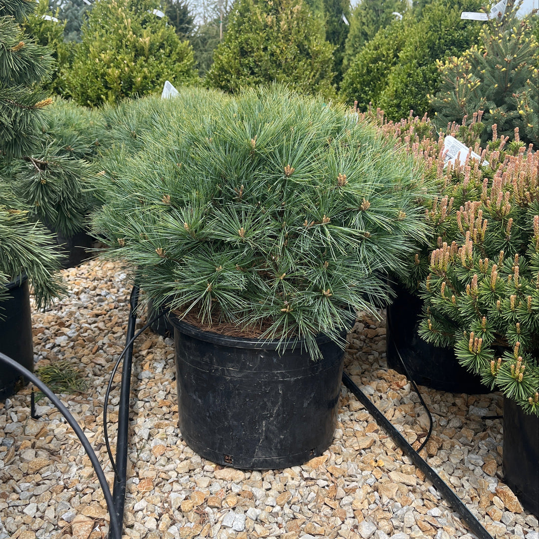 Blue Shag White Pine - Pinus strobus - 6 Gallon Potted Shrub