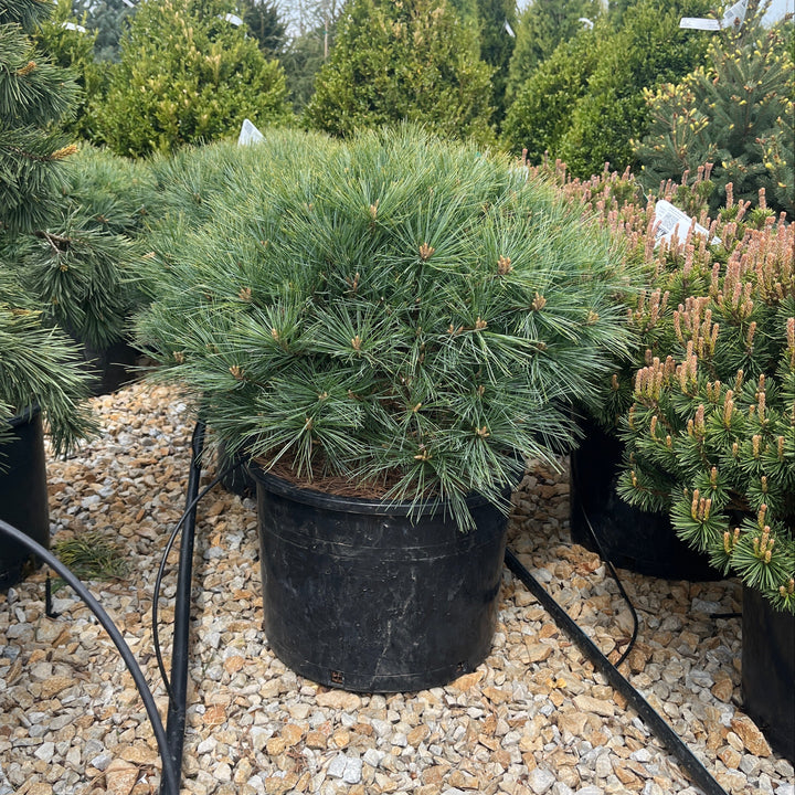 Blue Shag White Pine - Pinus strobus - 6 Gallon Potted Shrub