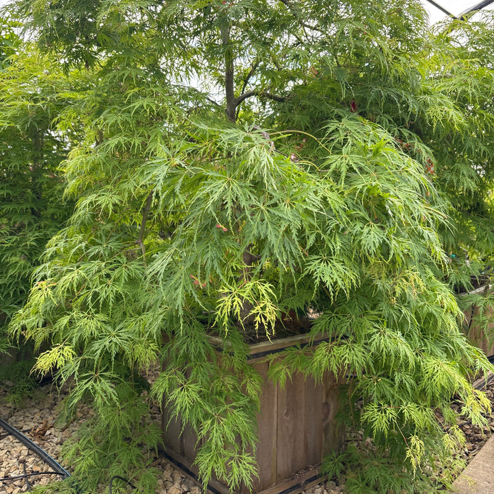 Mountain Fire Japanese Pieris - Pieris japonica - 15 Gallon Boxed Shrub