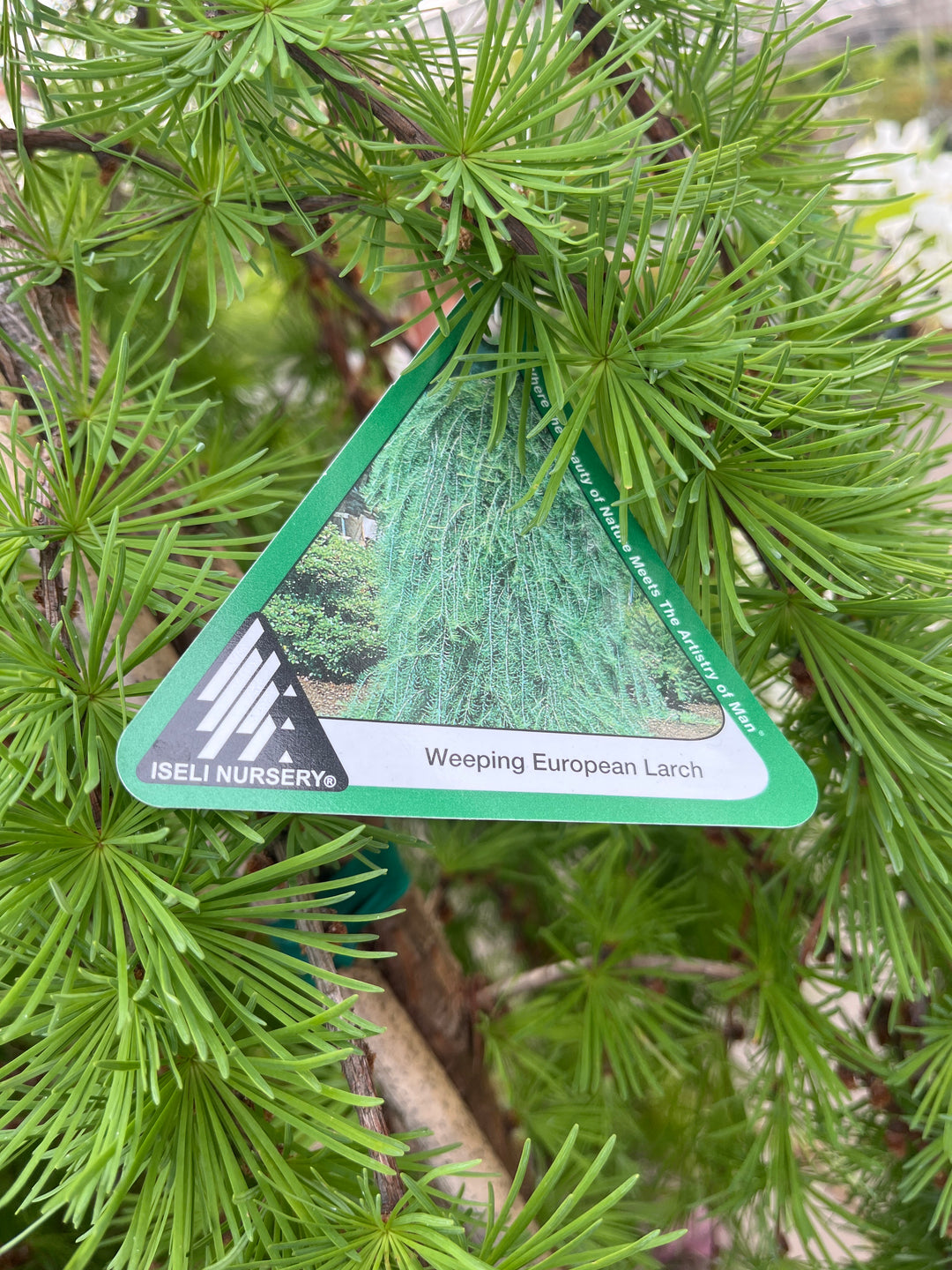 Weeping European Larch - Larix decidua 'Pendula' - 10 Gallon Potted Tree