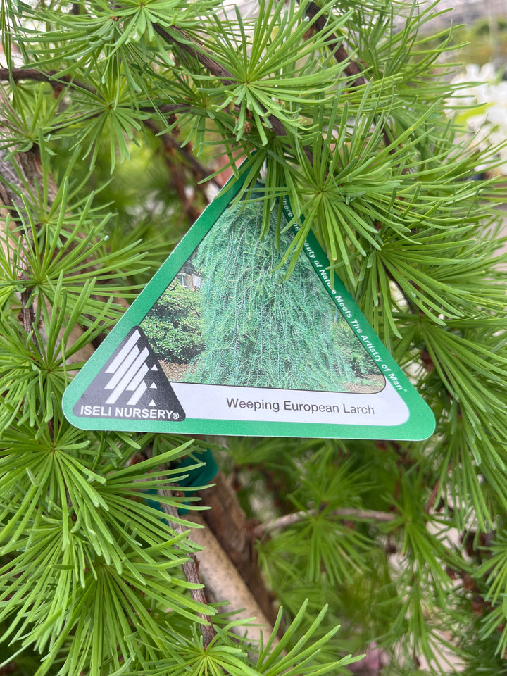 Weeping European Larch - Larix decidua 'Pendula' - 10 Gallon Potted Tree