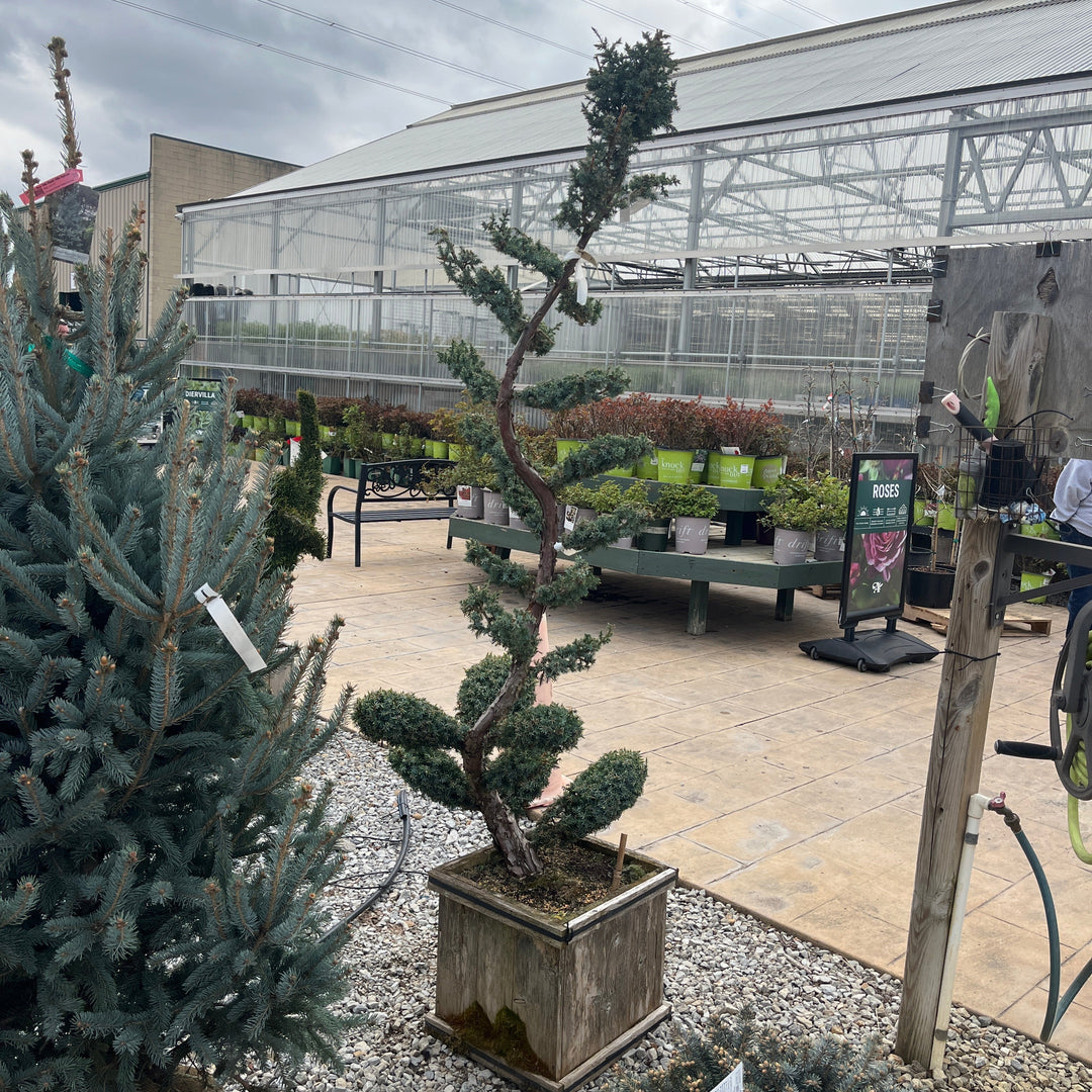 Blue Alps Juniper (Sculpted Topiary) - Juniperus chinensis - 15 Gallon Boxed Evergreen Tree