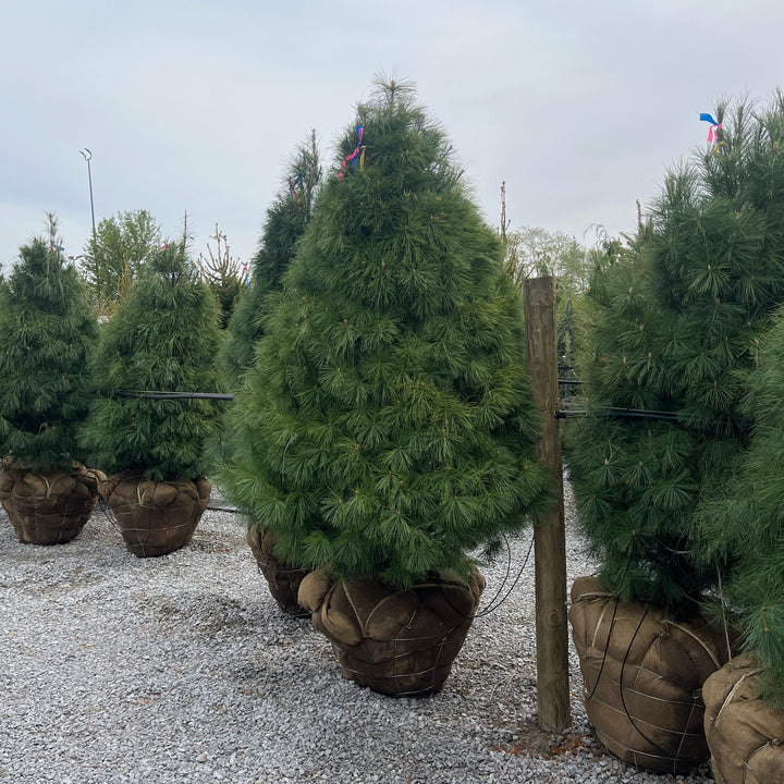 White Pine - Pinus strobus - 6-7' Foot Ball & Burlap Tree