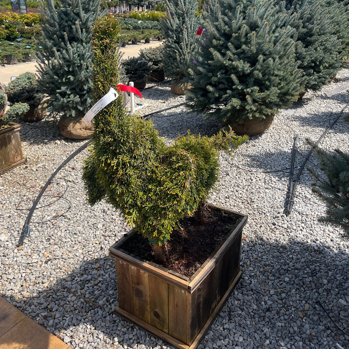 Elephant Arborvitae (Topiary) - Thuja occidentalis - Boxed Evergreen