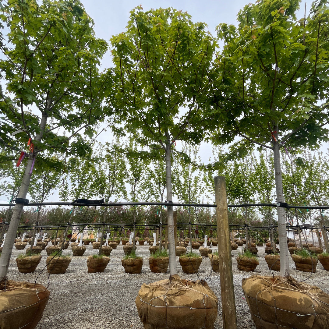 Autumn Blaze Maple - Acer x freemanii - 3" Caliper Ball & Burlap Tree