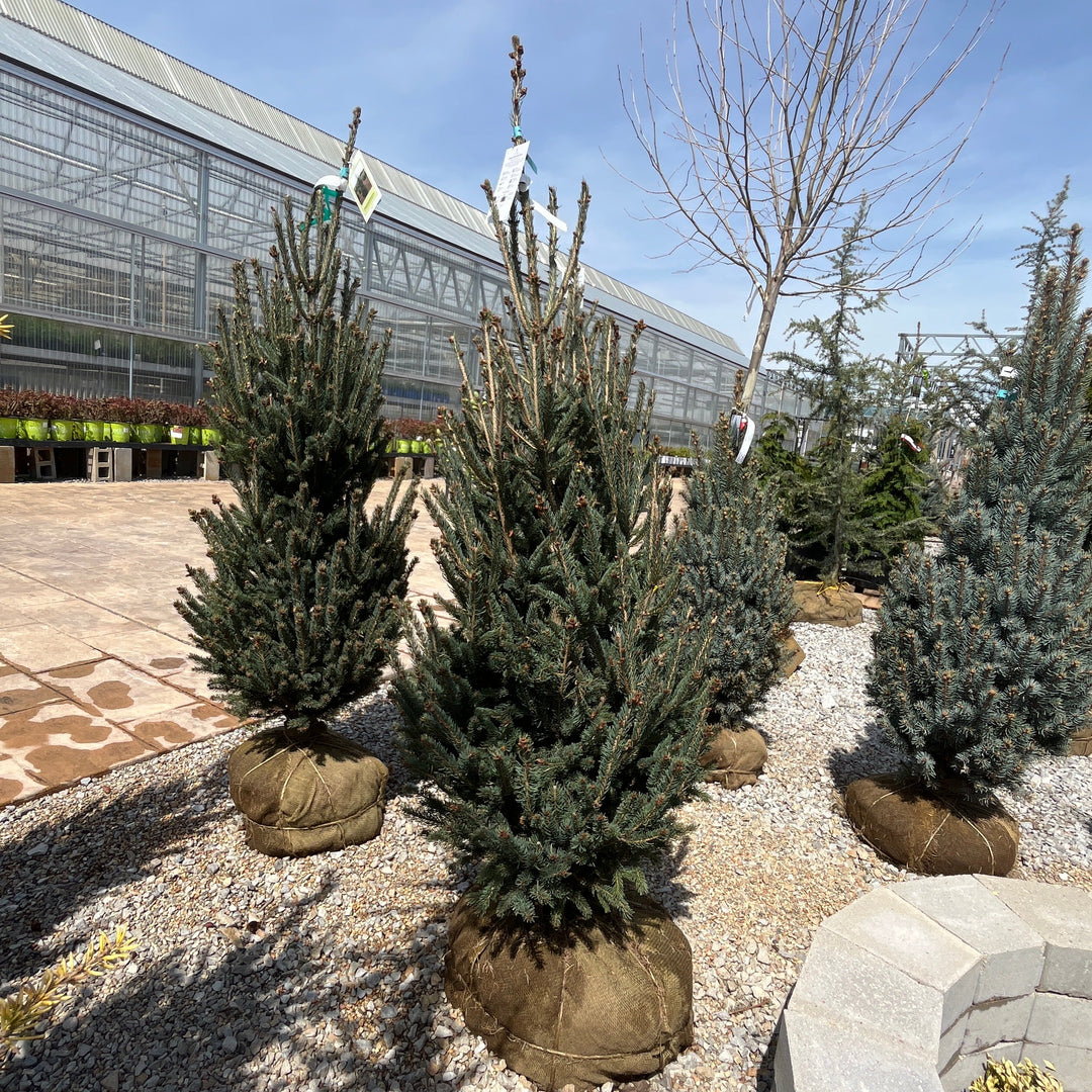 Montrose Spire White Spruce - Picea glauca - 4-5 Foot Ball & Burlap Tree