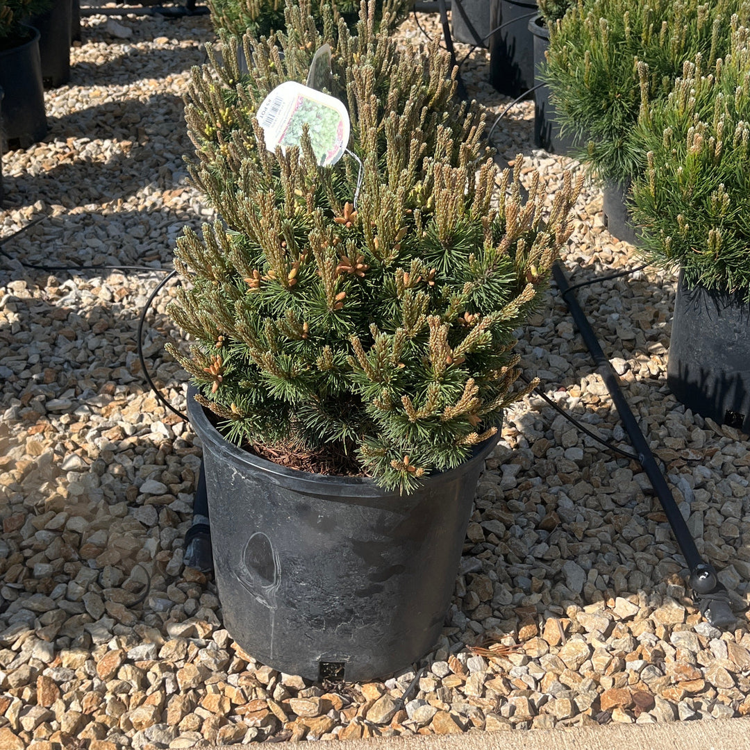 Slowmound Mugo Pine - Pinus mugo - 5# Potted Shrub