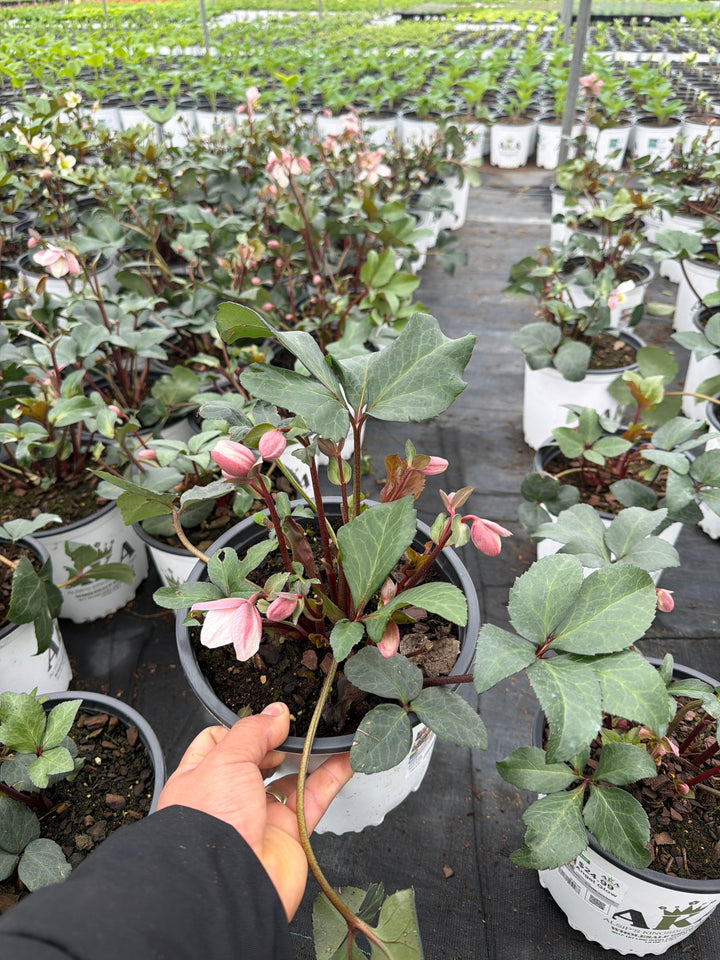 Helleborus Lenten Rose Angel Glow - 8" Potted Perennial
