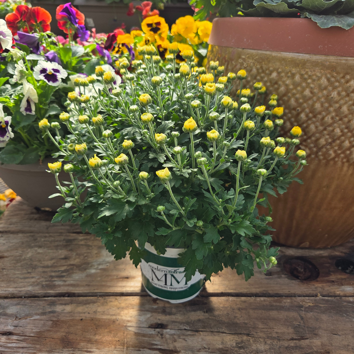 DIY Container - Fall Annual 5 Pack