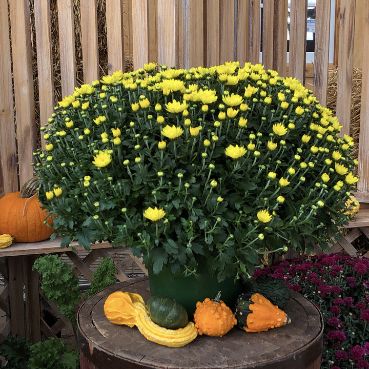 Yellow/Gold Garden Mum Assorted, 9x6" Pot