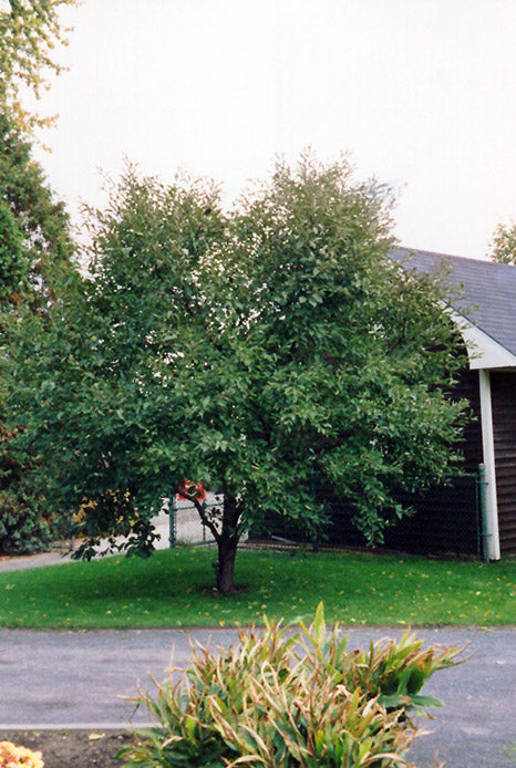 Montmorency Cherry - Prunus - 7# Potted Tree