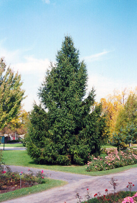 Norway Spruce - Picea abies - 7 Foot Ball & Burlap Tree