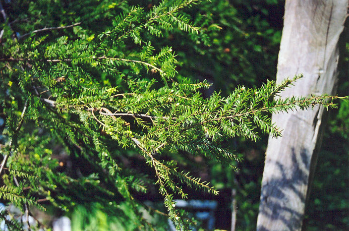 Eastern Hemlock - Tsuga canadensis - 15 Gallon Potted Evergreen Tree
