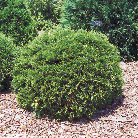 Thuja Hetz Midget - 3 Gallon Pot