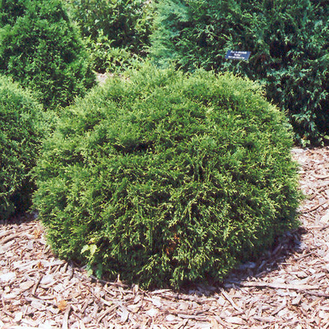 Thuja Hetz Midget - 3 Gallon Pot
