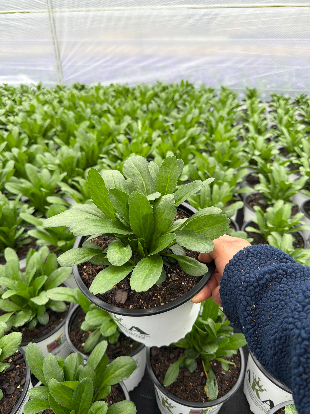 Leucanthemum Shasta Daisy Real Charmer - 8" Potted Perennial