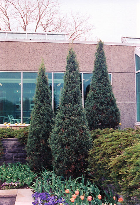 Skyrocket Juniper - Juniperus scopulorum 'Skyrocket' - 5 Foot Ball & Burlap Tree
