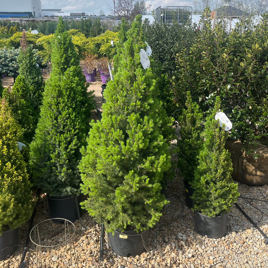 Dwarf Alberta Spruce - Picea glauca 'Conica' - 6# Potted Tree