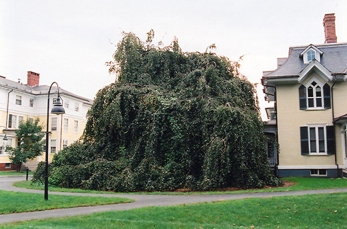 Weeping Purple Beech - Fagus sylvatica 'Purpurea Pendula' - 2" Caliper Ball & Burlap Tree