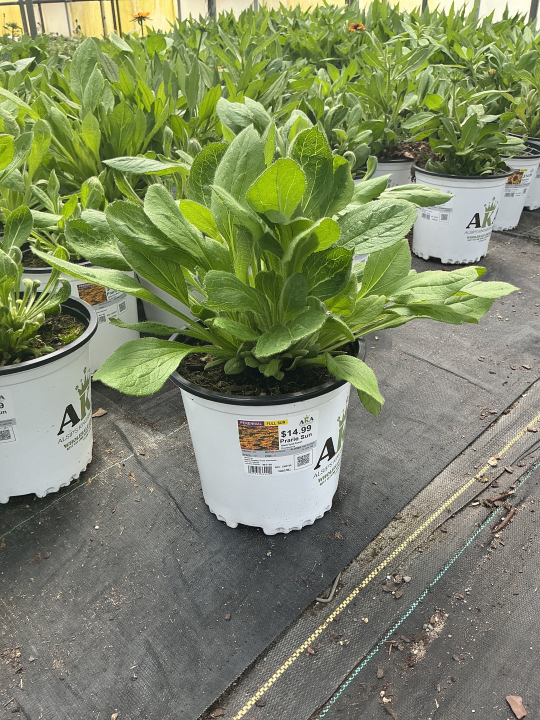 Rudbeckia Black Eyed Susan Prarie Sun - 8" Potted Perennial