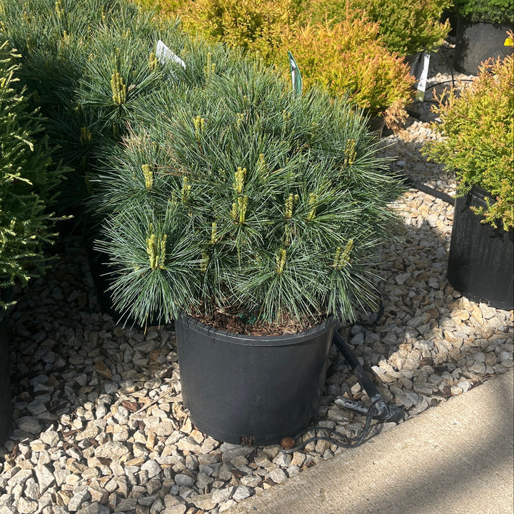 Blue Shag White Pine - Pinus strobus - 3 Gallon Potted Shrub