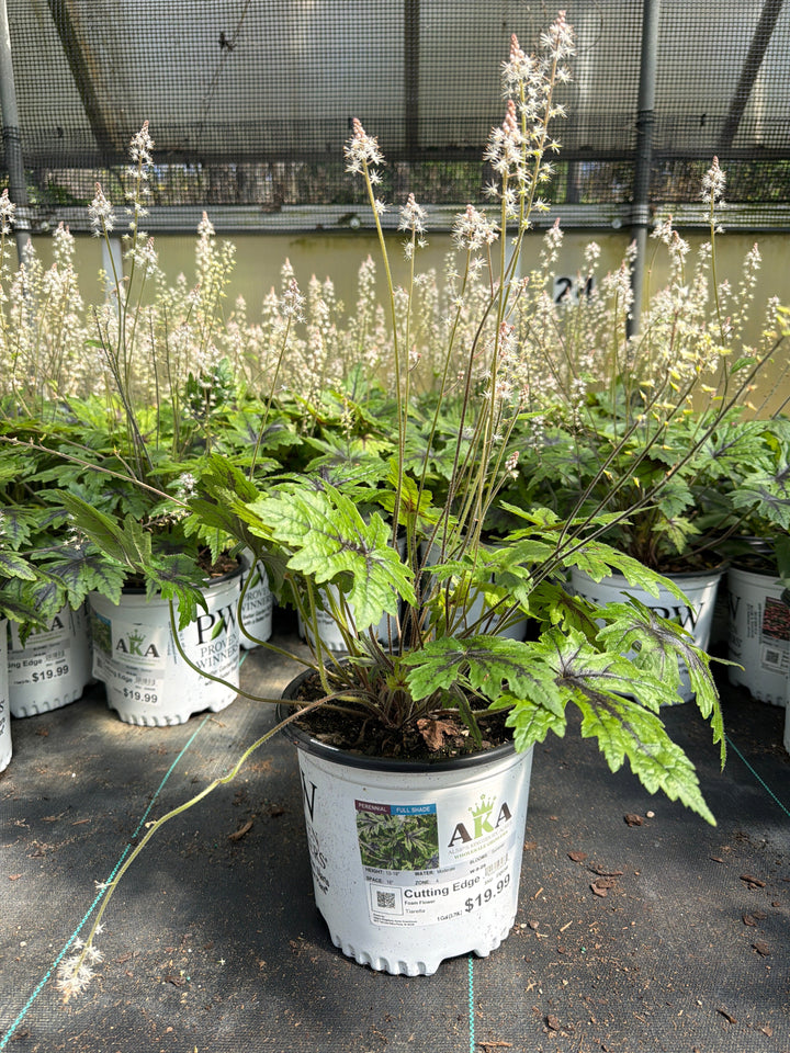 Tiarella Foam Flower Cutting Edge - 8" Potted Perennial