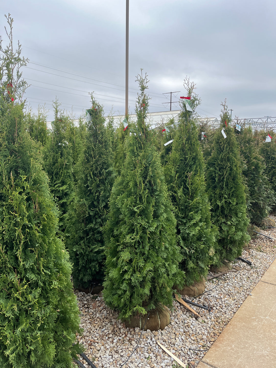 North Pole® Arborvitae - Thuja occidentalis 'Art Boe' - 5-6 Foot Ball & Burlap Tree