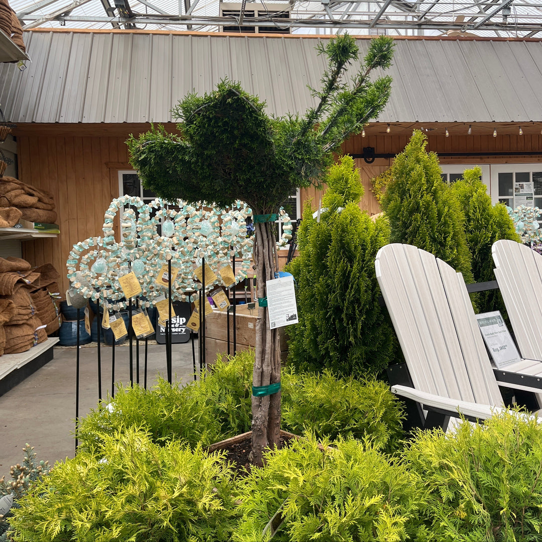 Butterfly Arborvitae (Topiary) - Thuja occidentalis - Boxed Evergreen