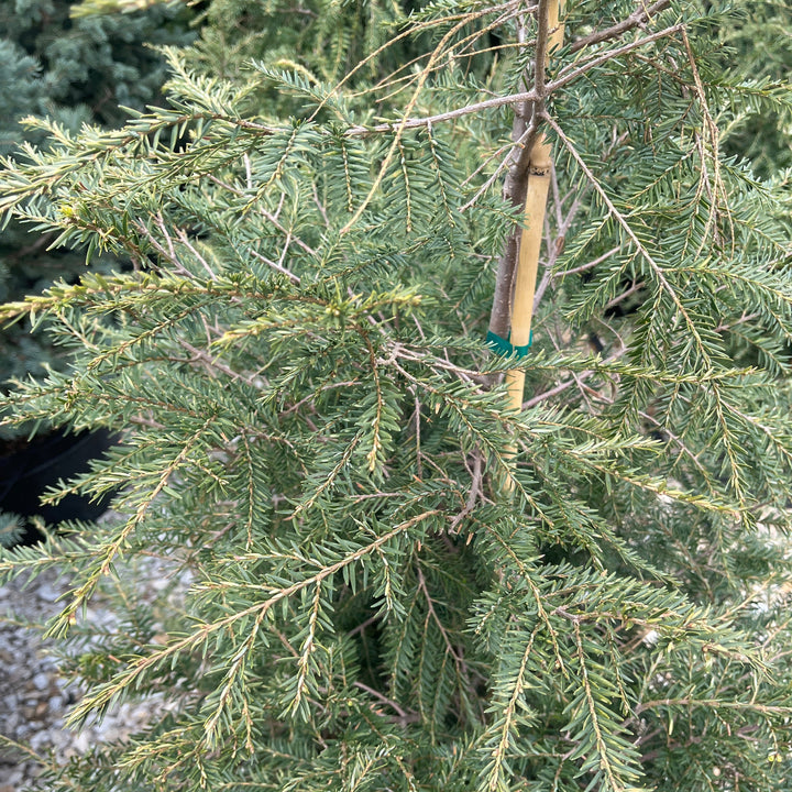 Eastern Hemlock - Tsuga canadensis - 15 Gallon Potted Evergreen Tree