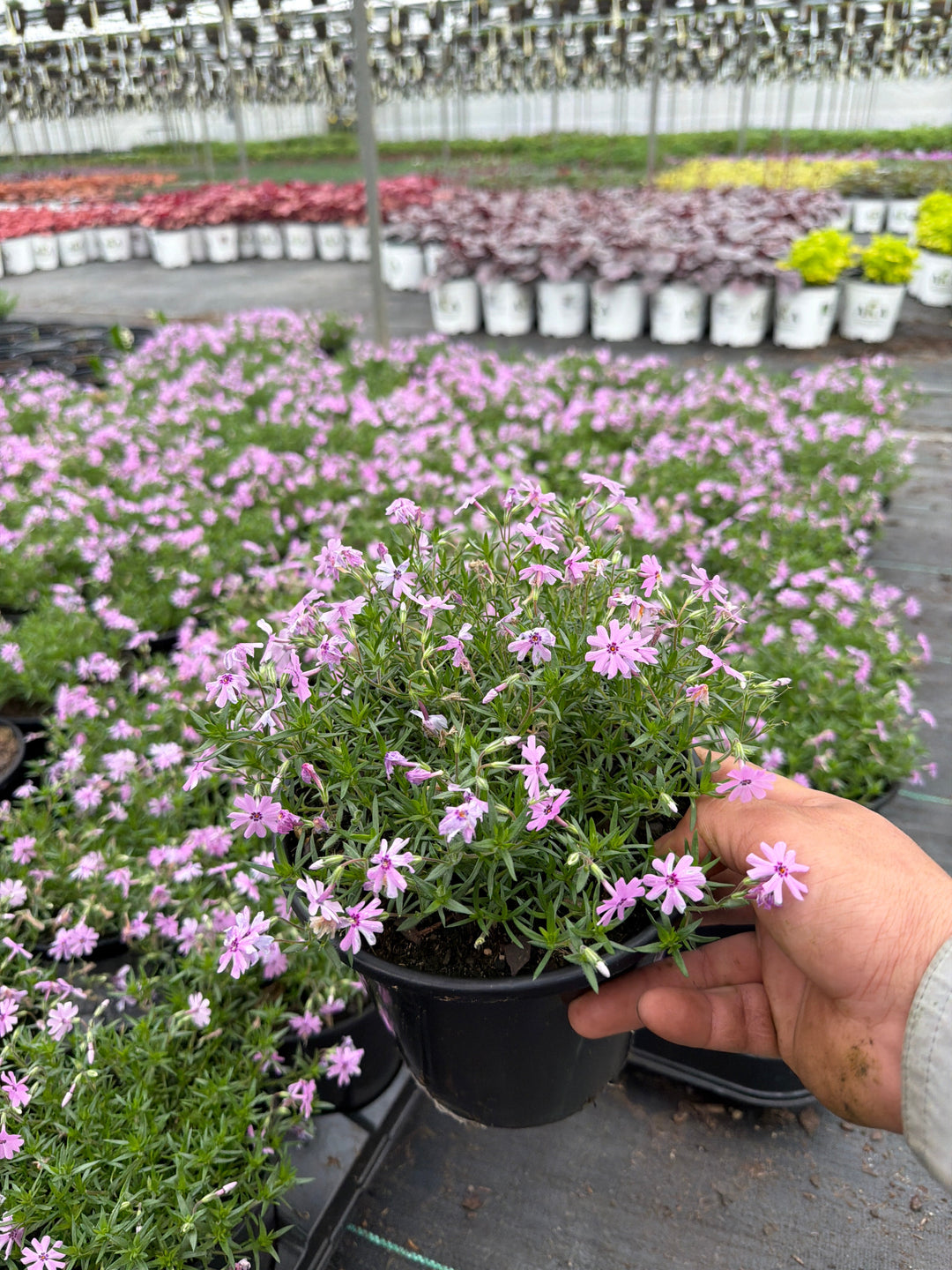 Phlox Creeping Phlox Creeping Fort Hill - 6" Perennial - 6" Potted Perennial