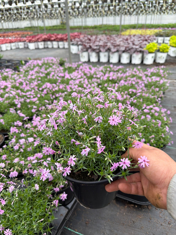 Phlox Creeping Phlox Creeping Fort Hill - 6" Perennial - 6" Potted Perennial