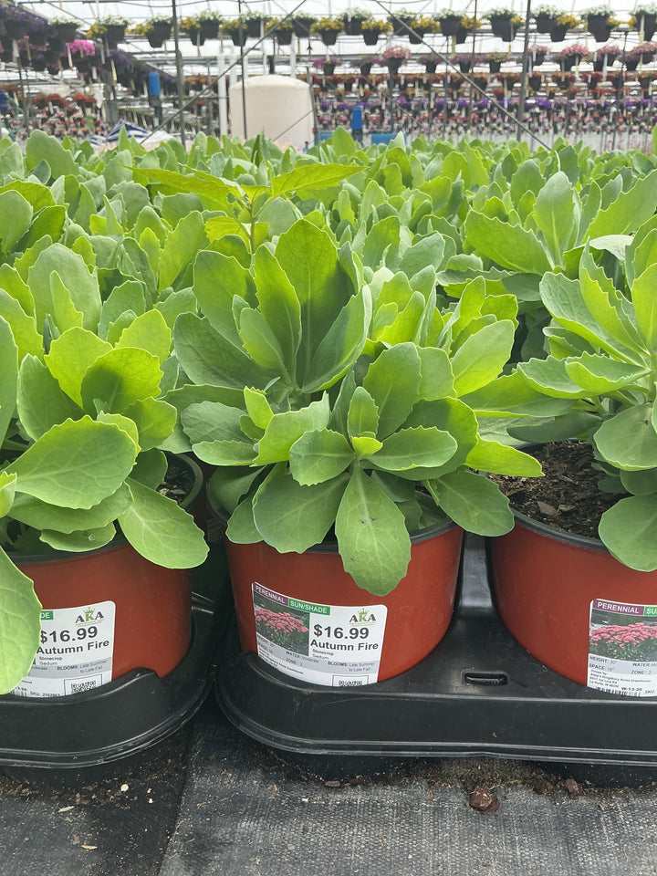 Sedum Stonecrop Autumn Fire - 6" Perennial - 6" Potted Perennial