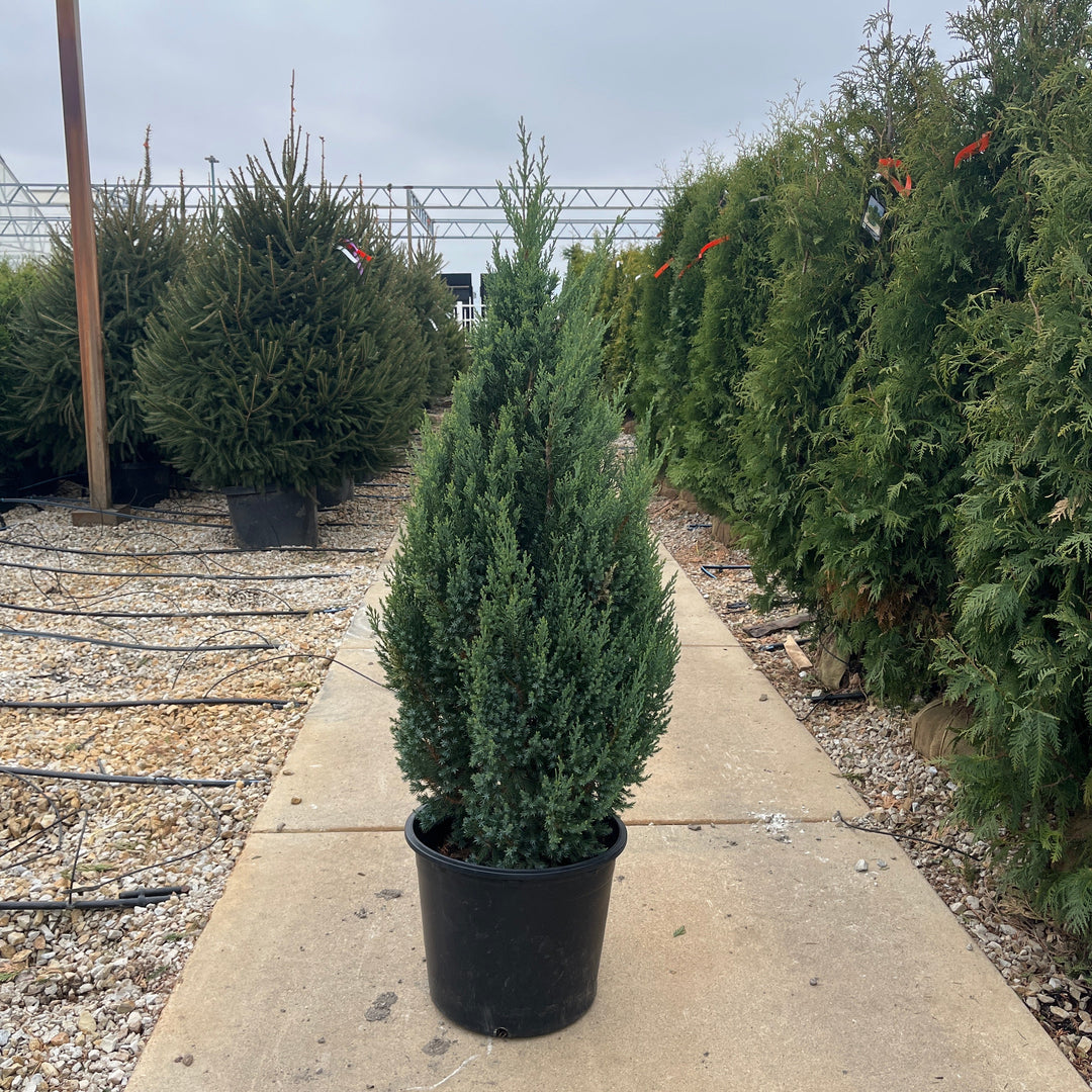 Blue Point Juniper - Juniperus chinensis - 7 Gallon Potted Shrub