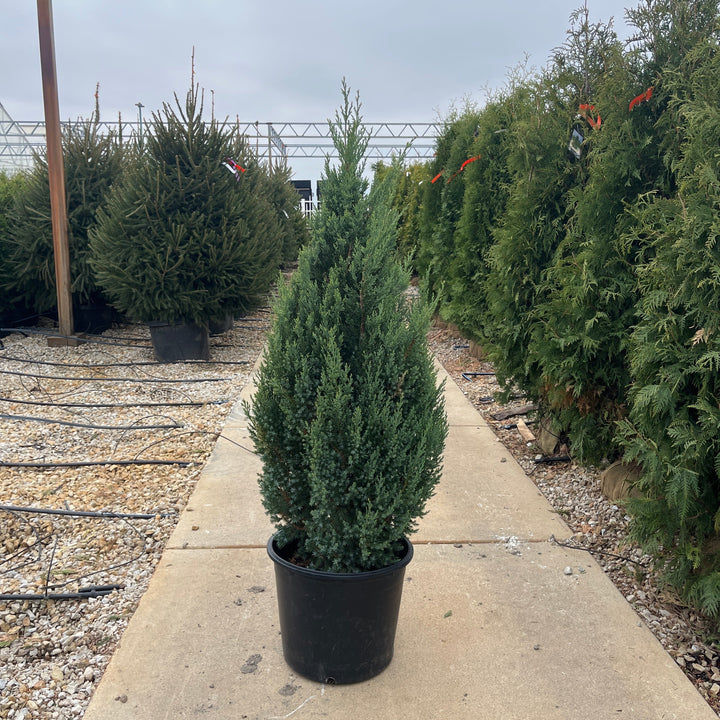 Blue Point Juniper - Juniperus chinensis - 7 Gallon Potted Shrub