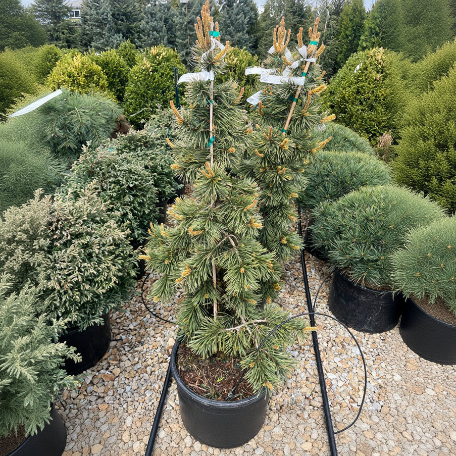Taylor's Sunburst Lodgepole Pine - Pinus contorta - 6 Gallon Potted Evergreen Tree