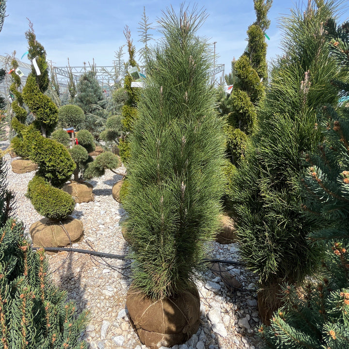 Green Tower Austrian Pine - Pinus nigra - 4-5 Foot Ball & Burlap Tree