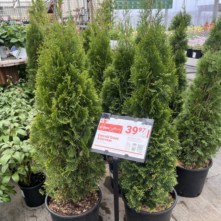 Emerald Green Arborvitae - 5 & 7 Gallon