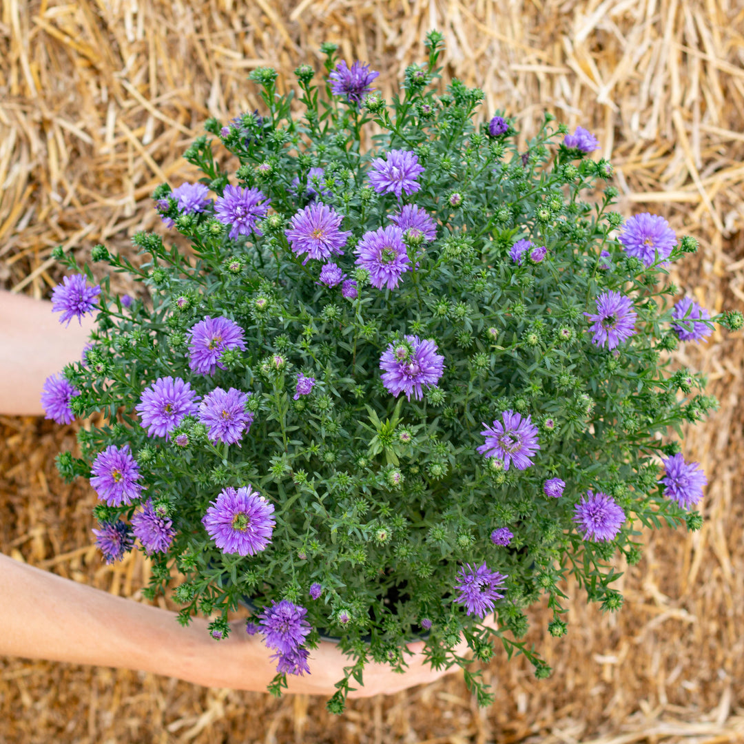 5" Alsip Grown Aster - Assorted Colors