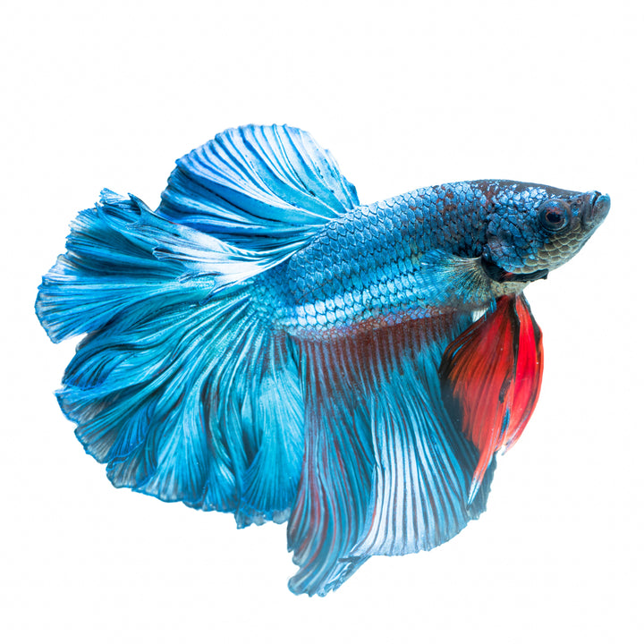 Male Betta Fish