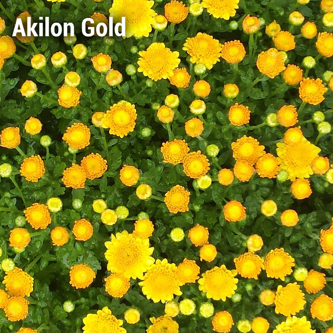 Akilon Gold Garden Mum