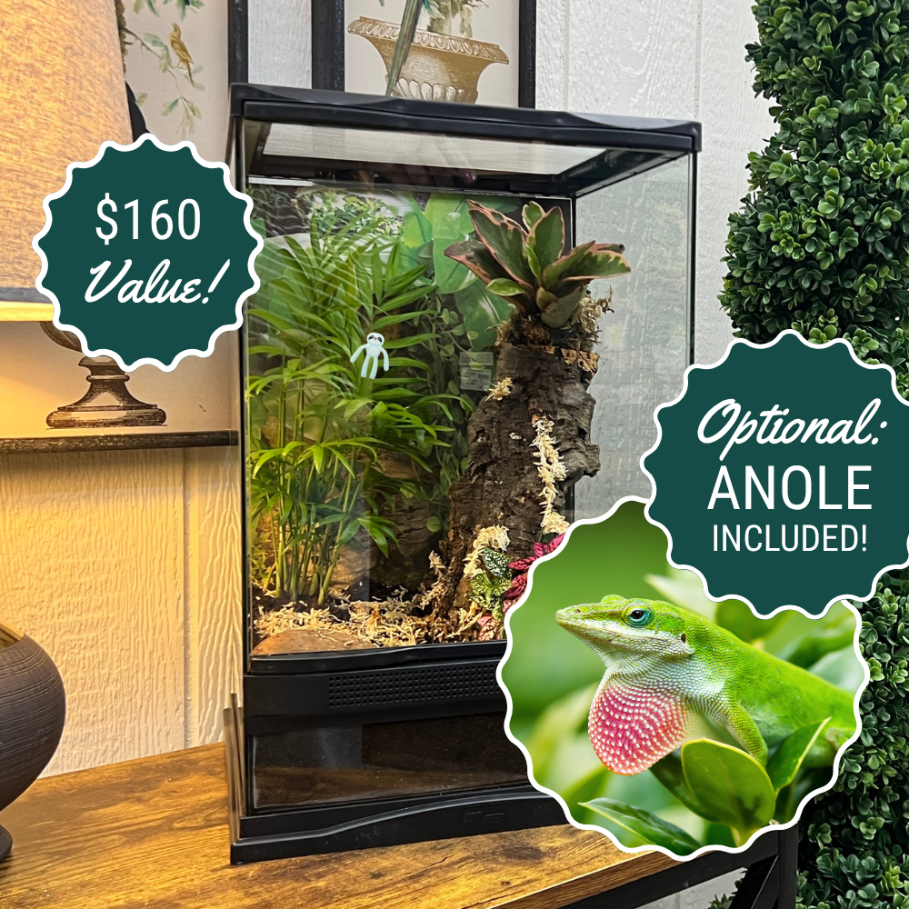 Terrarium Workshop - August 17th